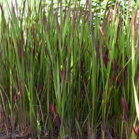 Imperata cylindrica