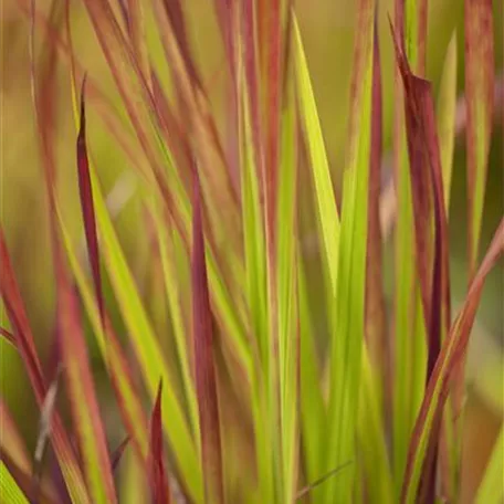 Imperata cylindrica 'Red Baron'