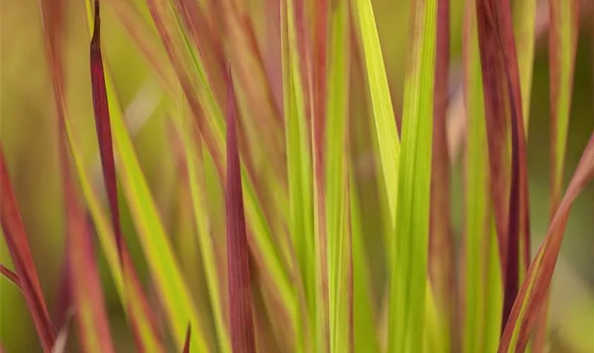 Garten-Blutgras 'Red Baron'