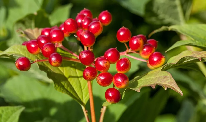 Viburnum opulus