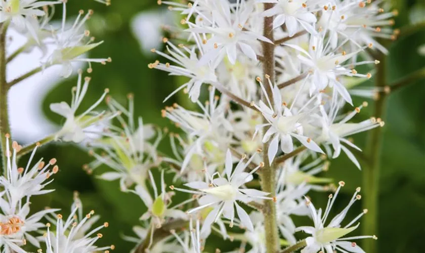 Tiarella cordifolia