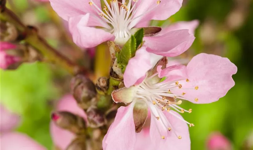 Prunus persica var. persica 'Early Red Haven'