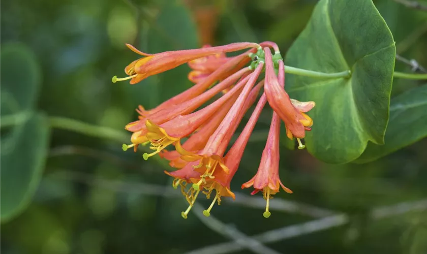 Rote Geißschlinge 'Dropmore Scarlet'