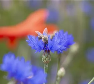 FloraGarten-07-2021-007.jpg