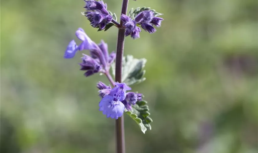 Nepeta x faassenii 'Walker´s Low'