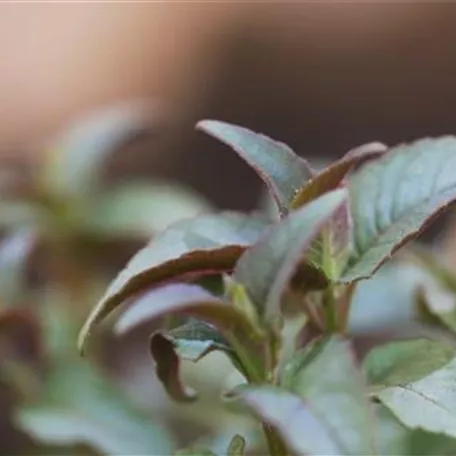 Minzblättrige Indianernessel - Einpflanzen im Garten