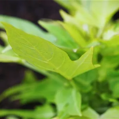 Zier Süßkartoffel - Einpflanzen im Garten