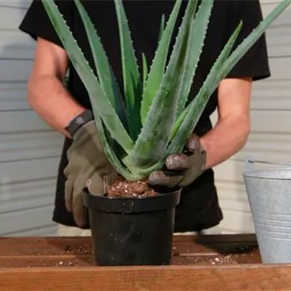 Aloe Vera - Umtopfen