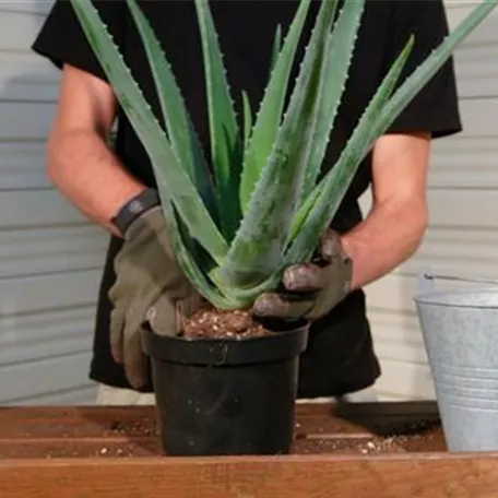 Aloe Vera - Umtopfen