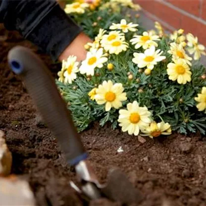 Margeriten - Einpflanzen im Garten