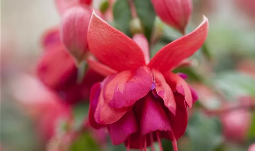 Fuchsie 'Jollies'®