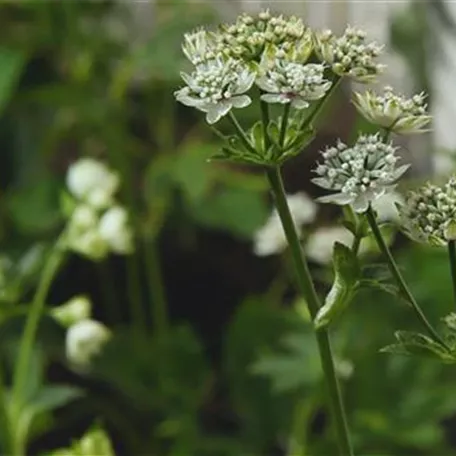 Sterndolde - Einpflanzen im Garten