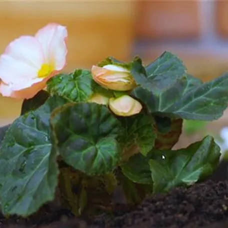 Knollenbegonie - Einpflanzen im Garten