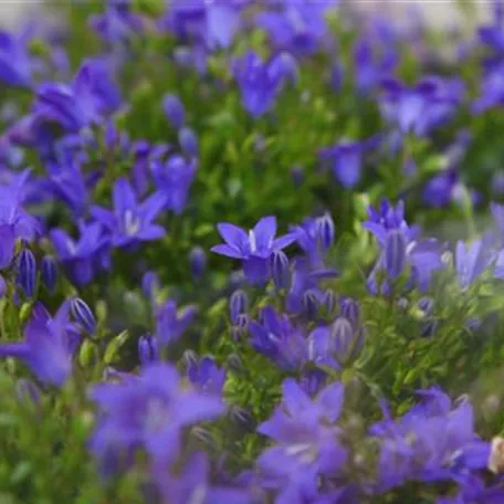 Glockenblume - Einpflanzen in den Garten