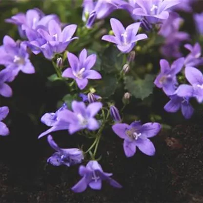 Dalmatiner Polster-Glockenblume - Einpflanzen im Garten