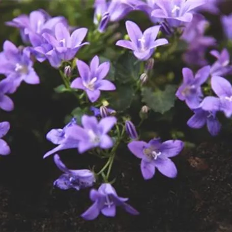 Dalmatiner Polster-Glockenblume - Einpflanzen im Garten