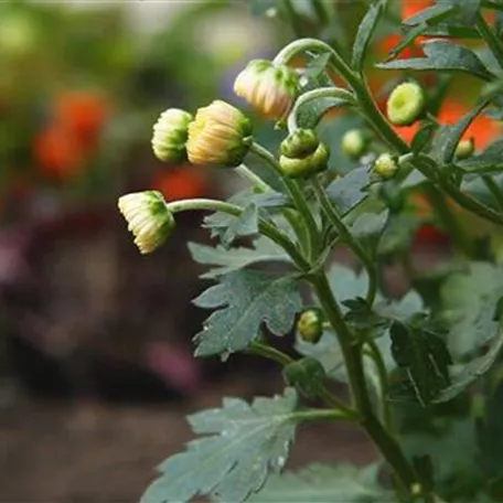 Chrysanthemen - Einpflanzen im Garten