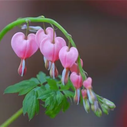 Tränendes Herz - Einpflanzen im Garten