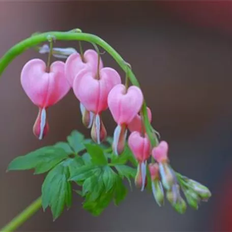 Tränendes Herz - Einpflanzen im Garten