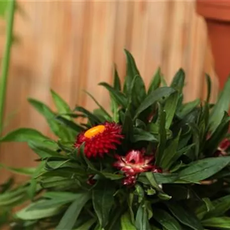 Garten-Strohblume - Einpflanzen in ein Gefäß