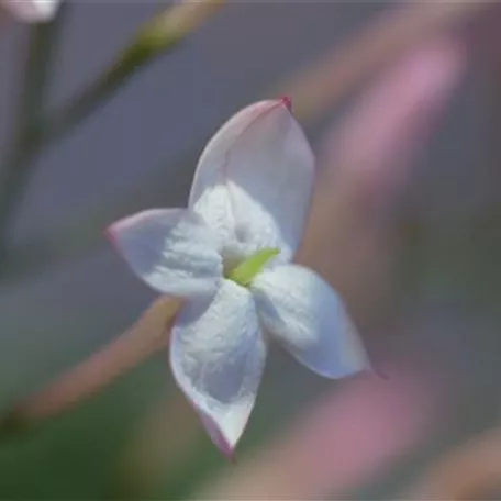 Zimmerjasmin - Einpflanzen in ein Gefäß