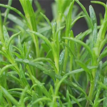 Lavendel - Einpflanzen im Garten