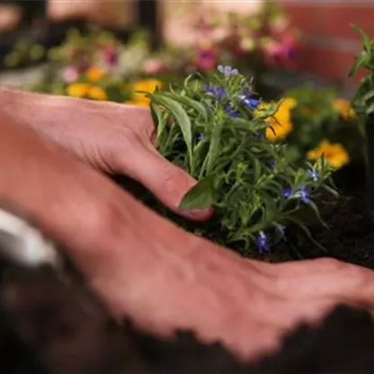 Männertreu - Einpflanzen in den Garten