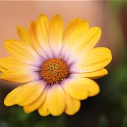 Kapkörbchen - Einpflanzen in den Garten