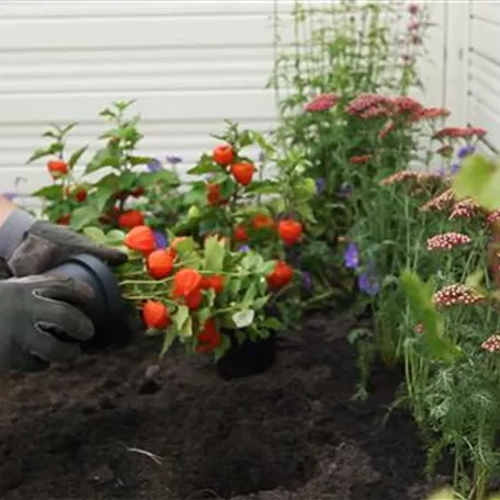 Physalis - Einpflanzen im Garten