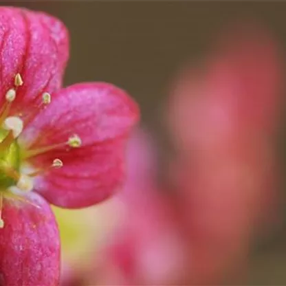 Moossteinbrech - Einpflanzen im Garten