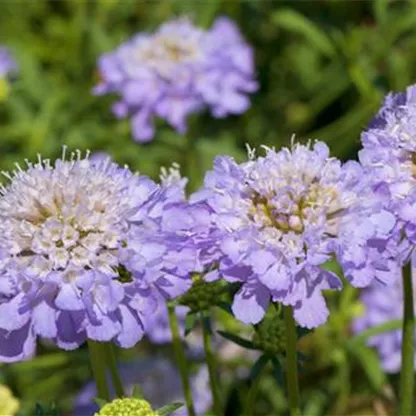 Taubenskabiose - Einpflanzen im Garten