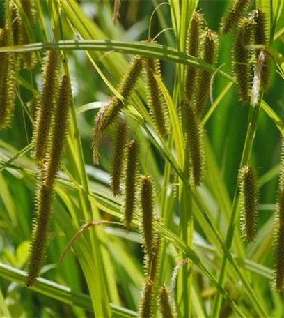 Carex – Weltenbummler und Anpassungskünstler