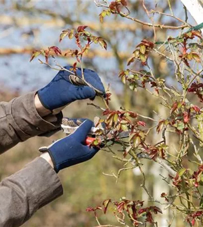 Der Rosenschnitt – Schönheitskur im Frühling