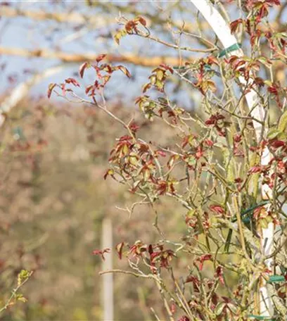 Der Rosenschnitt – Schönheitskur im Frühling