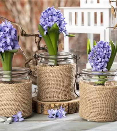 Blumenzwiebeln im Haus – Frühling im Wohnzimmer