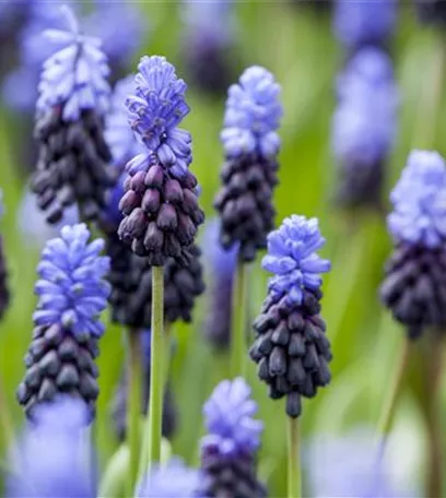 Sommerurlaub für Blumenzwiebeln und Knollen