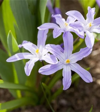 Frühling vor der Haustür – Zeit für Dekoration