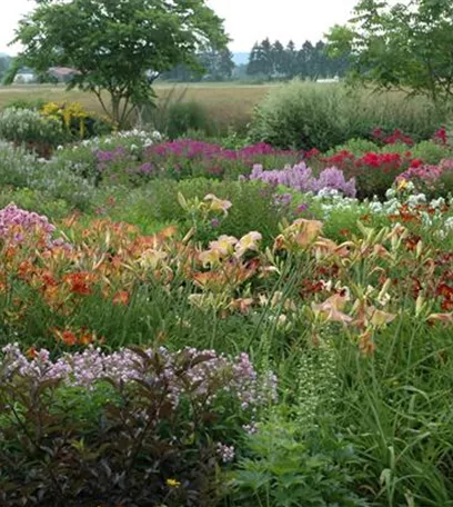 Das Staudenbeet – ein Blütenmeer im Garten