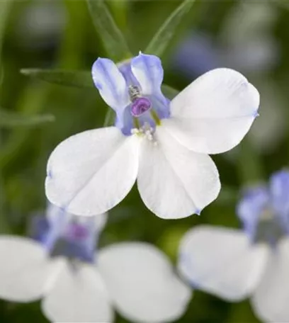 Männertreu – eine gefährliche Sommerliebe mit besonderen Blüten