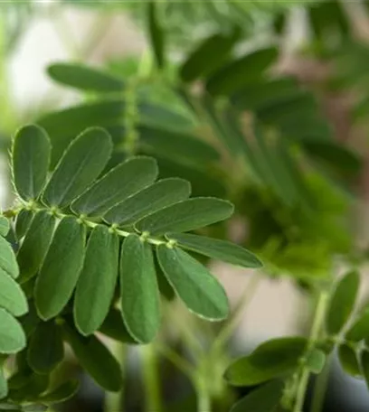 Mimosen, die sensiblen Geschöpfe der Pflanzenwelt