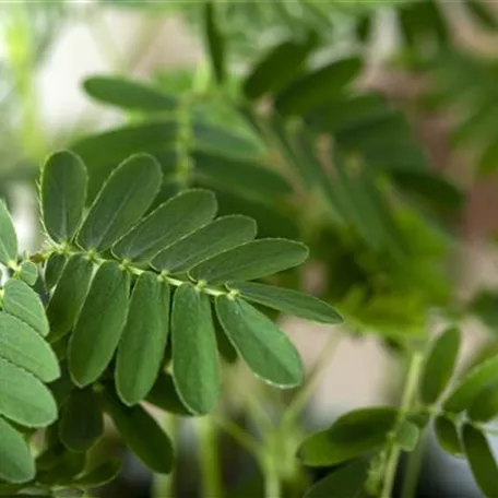 Mimosen, die sensiblen Geschöpfe der Pflanzenwelt