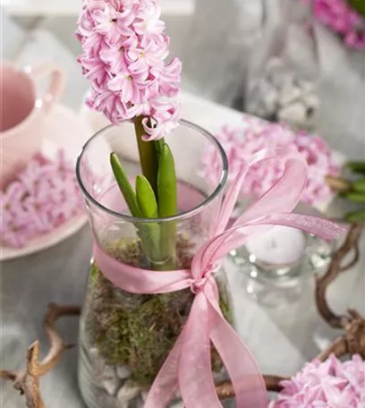 Blumenzwiebeln im Haus – Frühling im Wohnzimmer