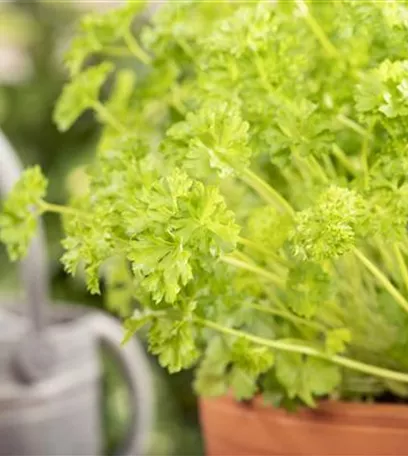 Mit frischen Kräutern in den Frühling starten