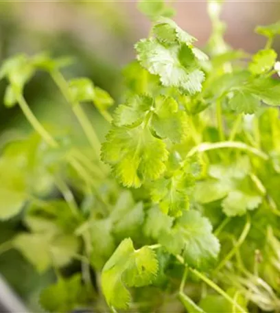 Mit frischen Kräutern in den Frühling starten