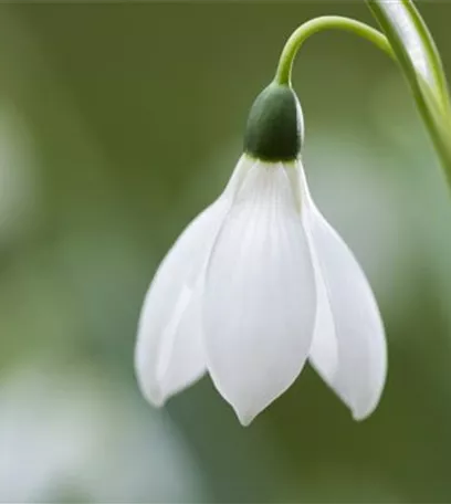 Schneeglöckchen pflanzen – Frühlingsboten im Garten