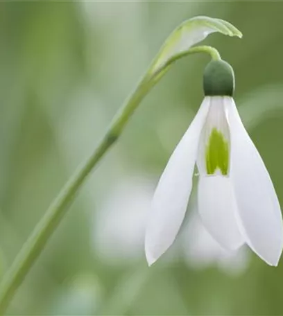 Schneeglöckchen pflanzen – Frühlingsboten im Garten