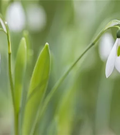 Tolle Frühblüher starten bunt ins Gartenjahr