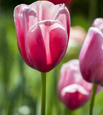 Tolle Frühblüher starten bunt ins Gartenjahr