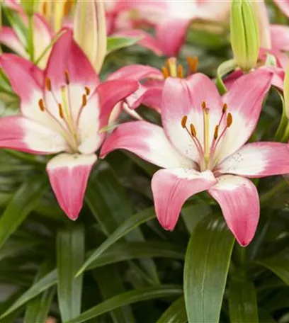 Gartenjahr voller Blüten – Blumenzwiebeln für jede Jahreszeit