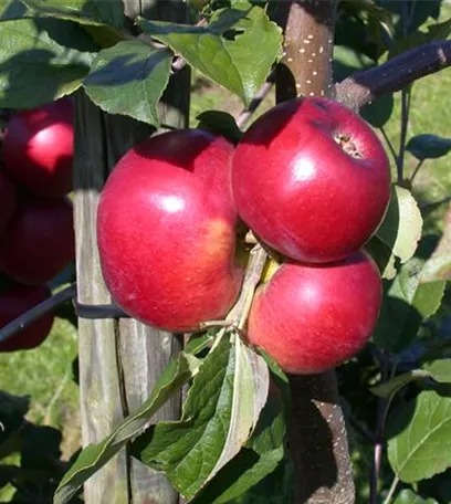 Bäume und Sträucher im Frühjahr – es müssen nicht immer Blumen sein